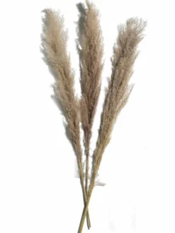 Kibek Pampasgras 3er