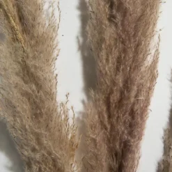 Kibek Pampasgras 3er