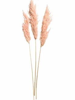 Kibek Pampasgrasbündel 3er