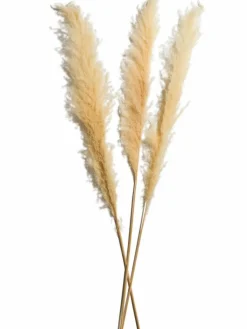 Kibek Pampasgrasbündel 3er