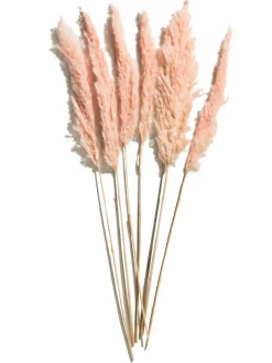 Kibek Pampasgrasbündel 6er
