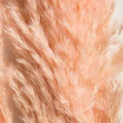 Kibek Pampasgrasbündel 6er