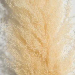 Kibek Pampasgrasbündel 3er