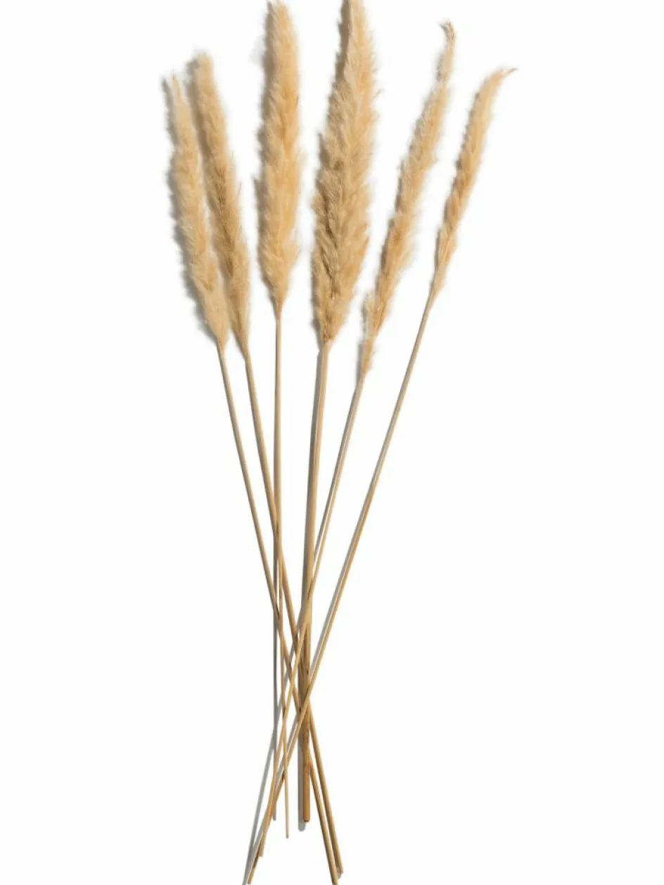 Kibek Pampasgrasbündel 6er