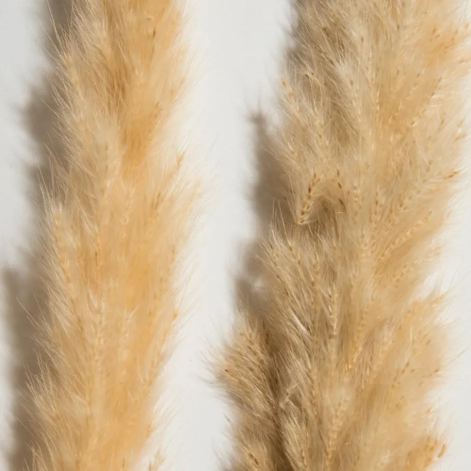 Kibek Pampasgrasbündel 6er