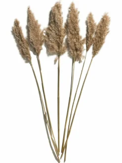 Kibek Pampasgrasbündel 6er