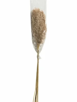 Kibek Pampasgrasbündel 6er