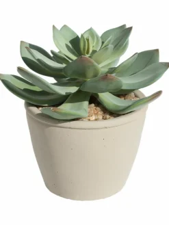 Kibek Sukkulente Thea