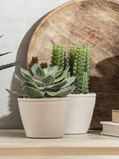 Kibek Sukkulente Thea