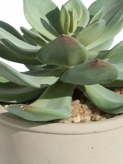 Kibek Sukkulente Thea