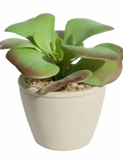 Kibek Sukkulente Thea