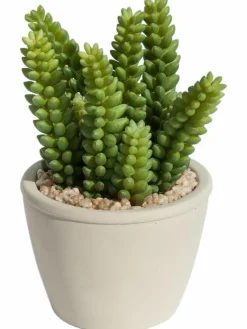 Kibek Sukkulente Thea