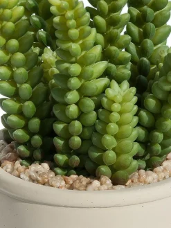 Kibek Sukkulente Thea